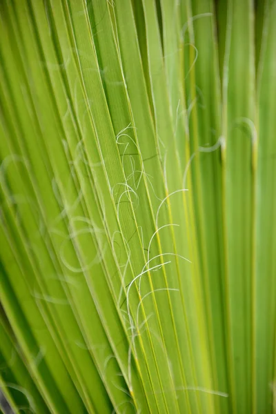 Palmeiras Tropicais Deixa Flora — Fotografia de Stock