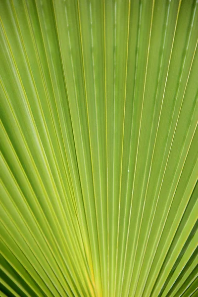 Tropical Palm Trees Leaves Flora — Stock Photo, Image