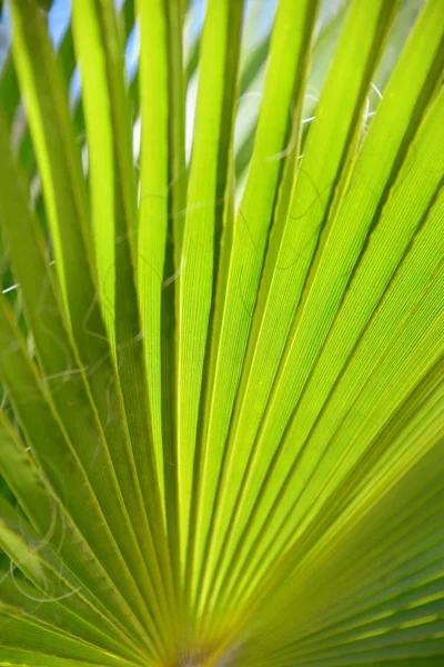 Tropical Palm Trees Leaves Flora — Stock Photo, Image