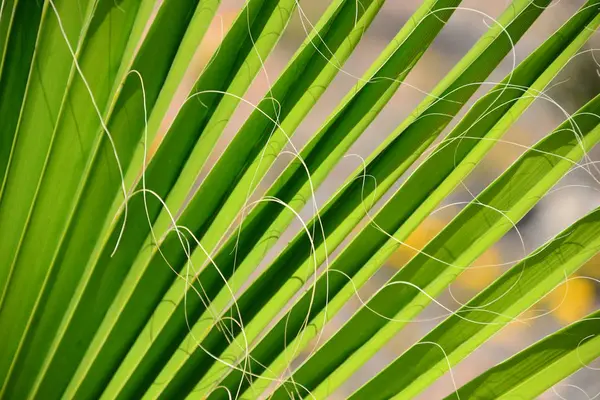 Tropical Palm Trees Leaves Flora — Stock Photo, Image