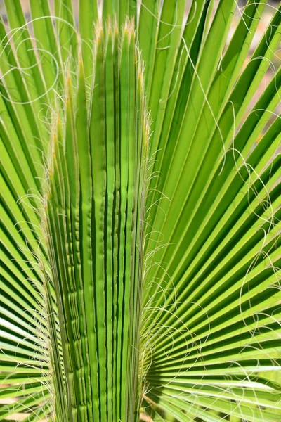 Feuilles Palmier Espagne — Photo