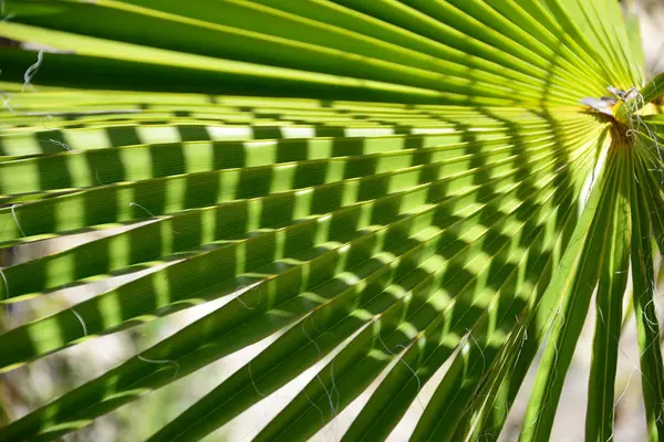 Tropical Palm Trees Leaves Flora — Stock Photo, Image