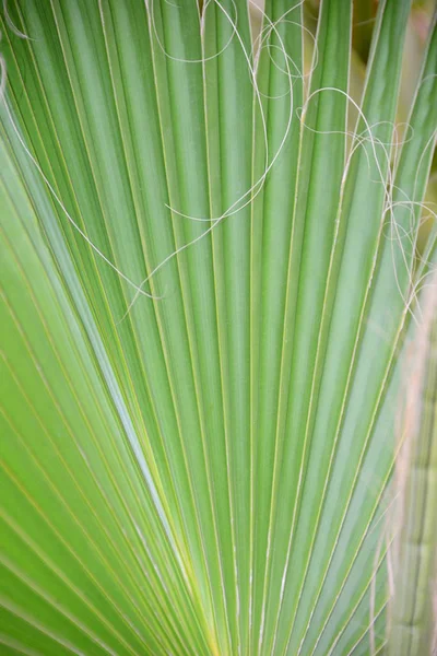 Palmiers Tropicaux Feuilles Flore — Photo