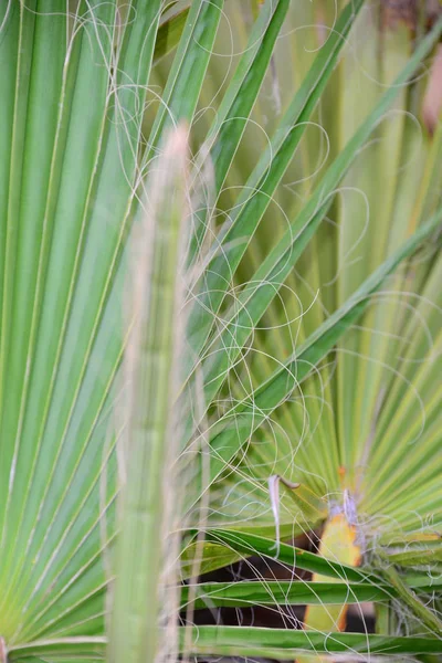 Palmeiras Tropicais Deixa Flora — Fotografia de Stock