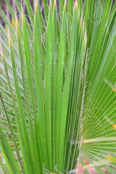 Тропічні Пальми Листя Флори — стокове фото
