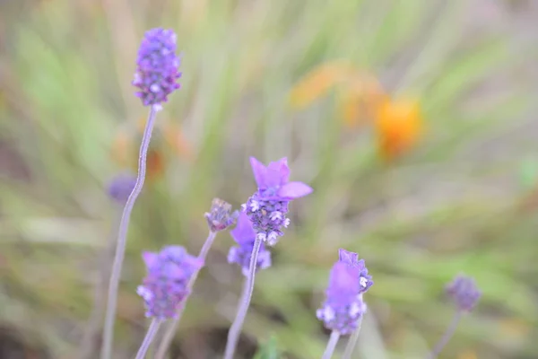 Fleurs Violettes Lavande Fleurs Violettes — Photo