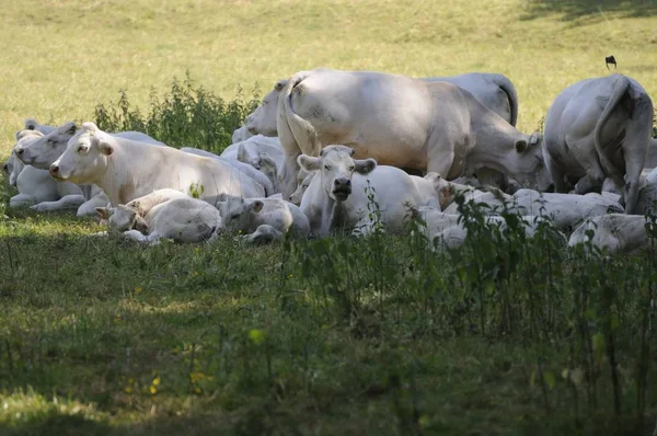 Vaches Dans Paysage Naturel Orientation Sélective — Photo