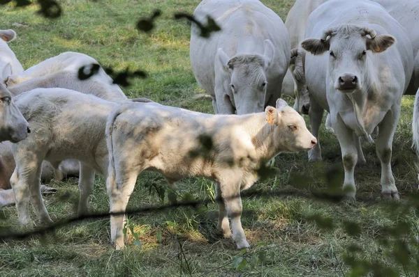 Vacas Paisagem Natural Foco Seletivo — Fotografia de Stock