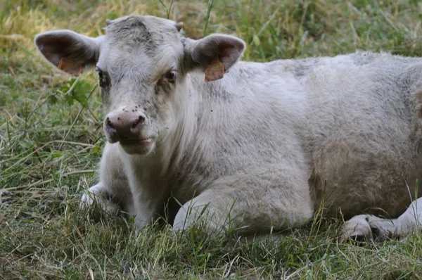 Cows Natural Landscape Selective Focus — Stock Photo, Image