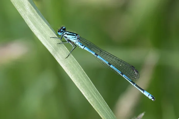 Libellen Insecten Natuur Entomologie — Stockfoto