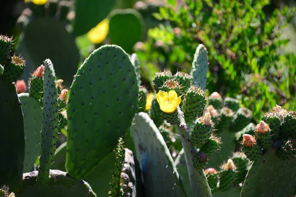 Cactus Higo España —  Fotos de Stock