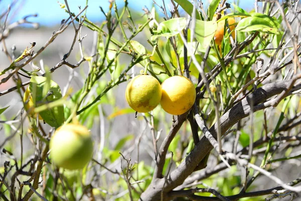 Albero Limone Spagna — Foto Stock