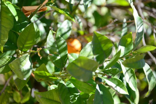 Lemon Tree Spain — стоковое фото