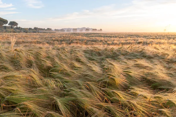 Trigo Joven Creciendo Campo Cultivo Verde Bajo Cielo Azul Atardecer —  Fotos de Stock