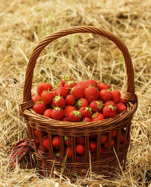 Aardbeien Een Mand — Stockfoto
