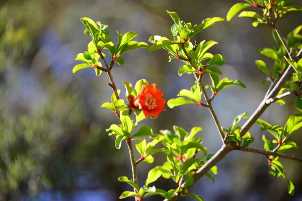 美しい春の花の眺め — ストック写真