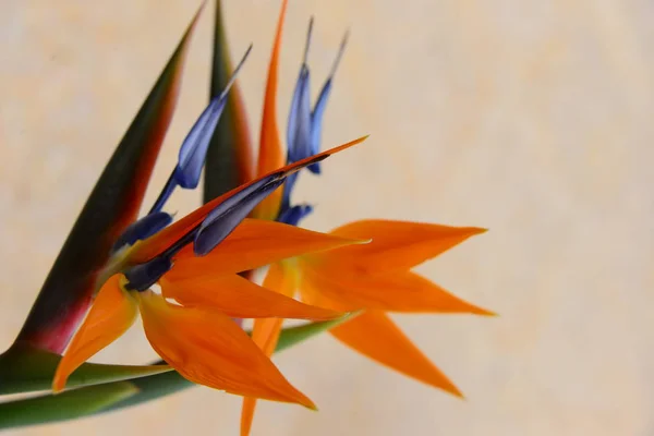 Оранжевый Цветок Стрелиця Многолетнее Растение — стоковое фото