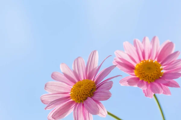 Makroaufnahme Eines Rosa Gänseblümchens Vor Blauem Himmel — Stockfoto
