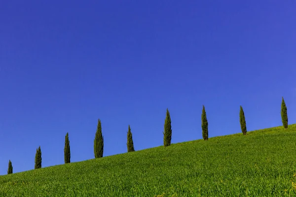 Verschillende Cipressen Aan Horizon Groene Weiden Heuvels — Stockfoto