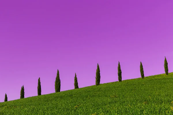 Several Cypresses Horizon Green Tuscany Hills Meadows — Stock Photo, Image