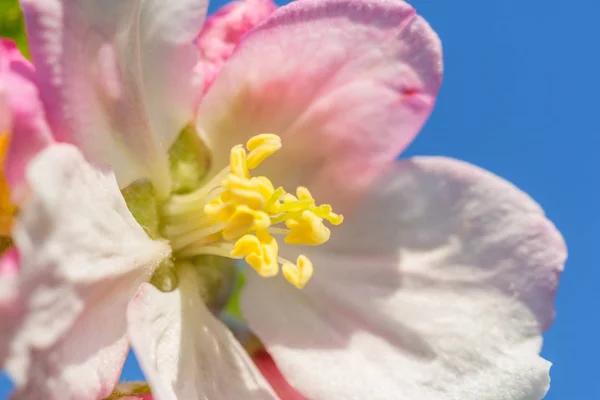 Макроснимок Яблочного Цветка Фоне Голубого Неба — стоковое фото