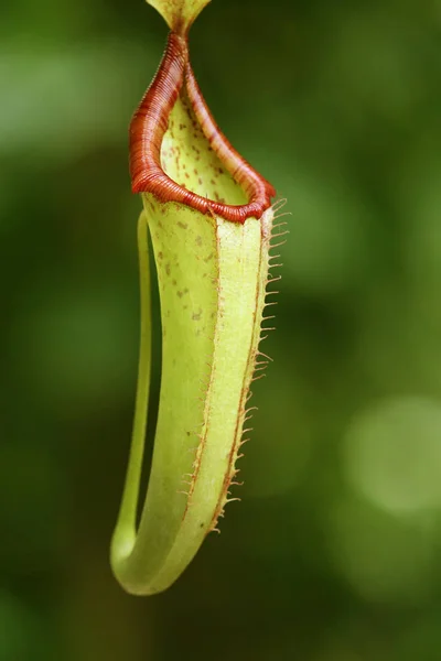 Primer Plano Planta Carnívora Nepenthes Miranda — Foto de Stock