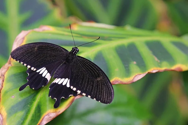 Macro Pouco Mórmon Papilio Polytes — Fotografia de Stock