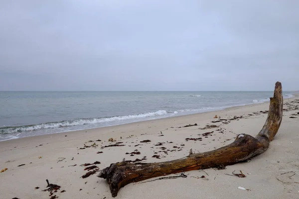 Selvagem Romântico Darsser Oeste Praia Darss Oeste Pomerania Lagoa Área — Fotografia de Stock