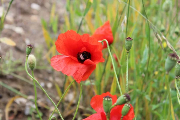 Beautiful Poppies Flowers Background — Stock Photo, Image