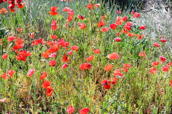 Vista Cerca Hermosas Flores Amapola Silvestre —  Fotos de Stock