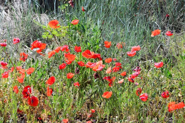 Hermosas Flores Amapolas Fondo —  Fotos de Stock