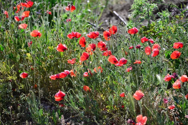 Close Uitzicht Mooie Wilde Papaver Bloemen — Stockfoto