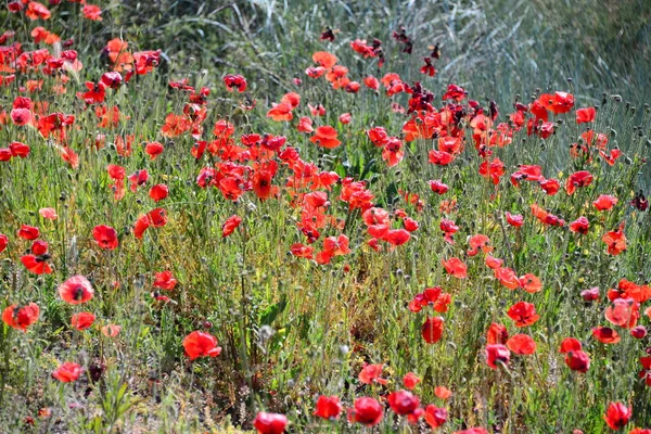 Serre Spagna — Foto Stock