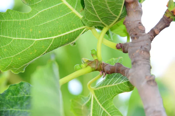 Figueira Folhas Verdes Árvore Frutífera — Fotografia de Stock