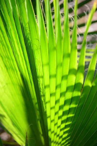 Tropical Palm Trees Leaves Flora — Stock Photo, Image