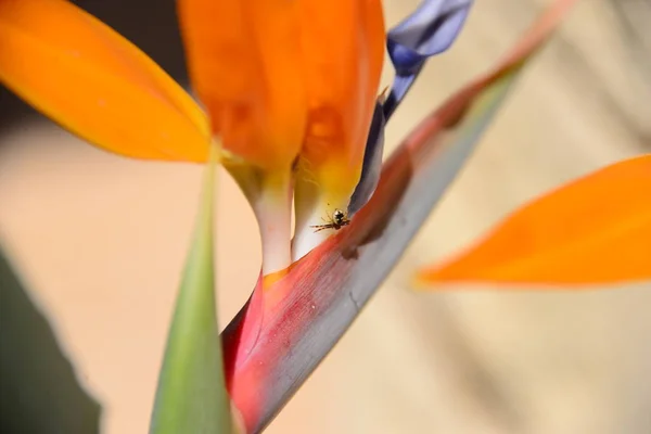 꽃봉오리가 줄무늬 — 스톡 사진