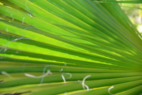 Foglie Floreali Natura Ambiente — Foto Stock