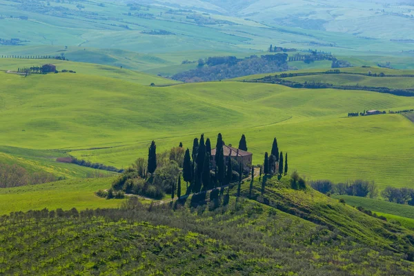 Een Toscaanse Boerderij Met Cipressen Het Platteland Geleden — Stockfoto