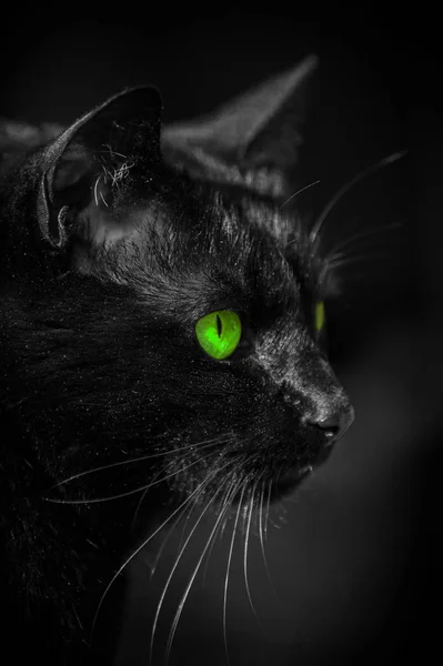 緑の目をした黒い猫の肖像画 — ストック写真