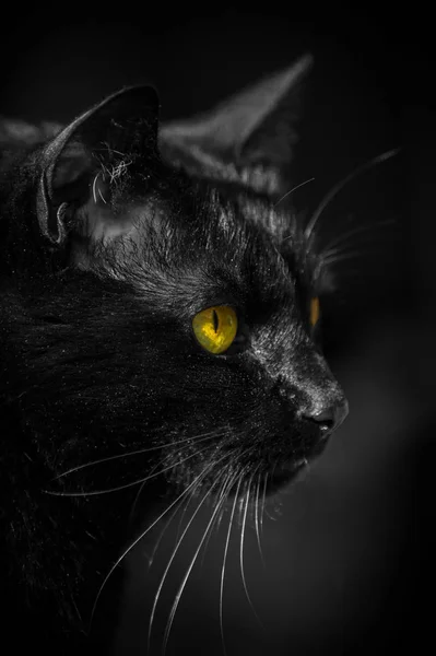 黄色い目をした黒い猫の肖像画です — ストック写真