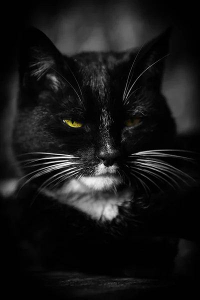 고양이의 — 스톡 사진