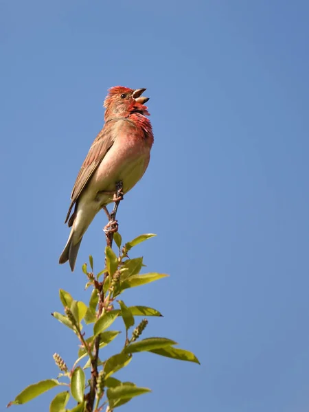 Vacker Utsikt Över Vacker Fågel Naturen — Stockfoto