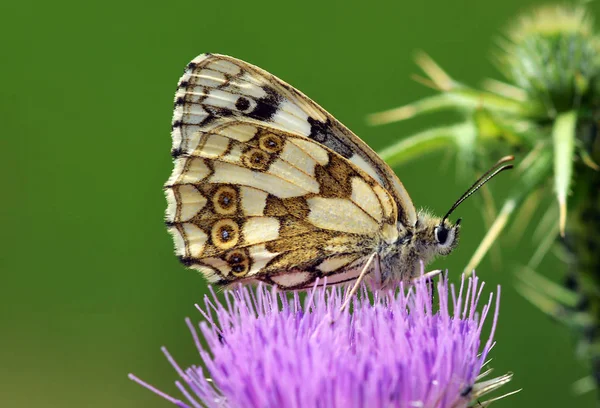 Dambord Vlinder Vlinder Bloem — Stockfoto