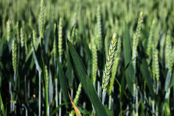 Ear Corn — Stock Photo, Image