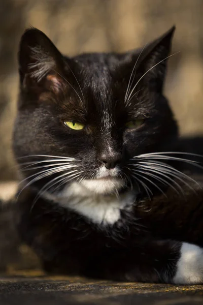 黄眼睛黑猫的肖像 — 图库照片