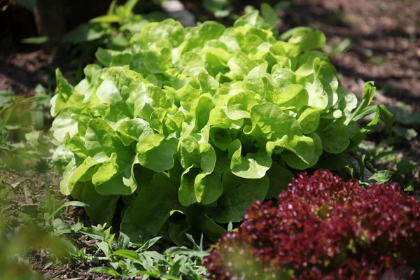 Green Lettuce Garden — Stock Photo, Image