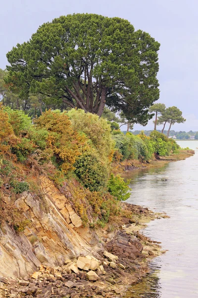 Pinar Vegetación Ribereña Golfo Morbihan Santa Filipina —  Fotos de Stock