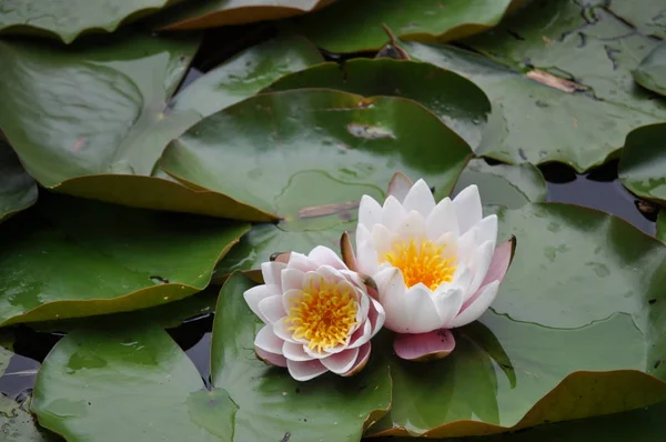 White Water Lilies Nymphaea Alba Early Summer — Stock Photo, Image