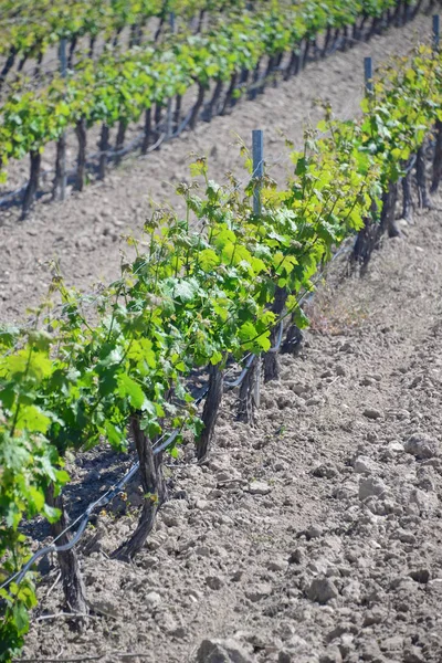 Agricultura Vinhas Cachos Rurais — Fotografia de Stock