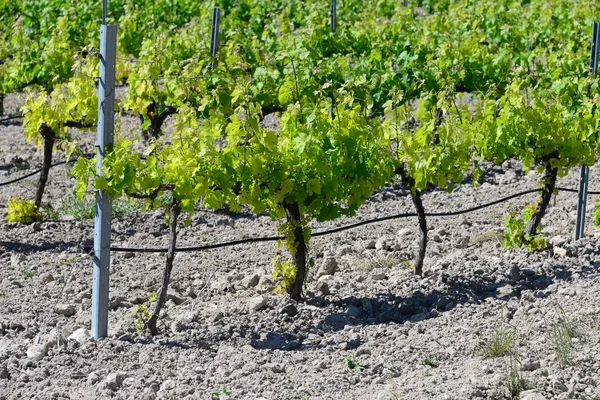 Agricoltura Vigneti Grappoli Campagna — Foto Stock